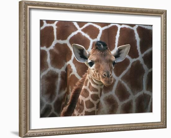 Baby Giraffe at Whipsnade Wild Animal Park-null-Framed Photographic Print