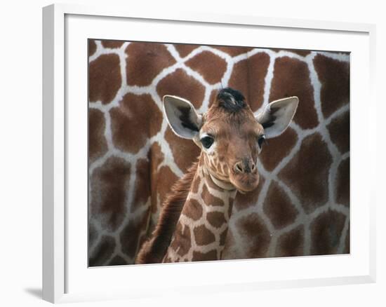 Baby Giraffe at Whipsnade Wild Animal Park-null-Framed Photographic Print