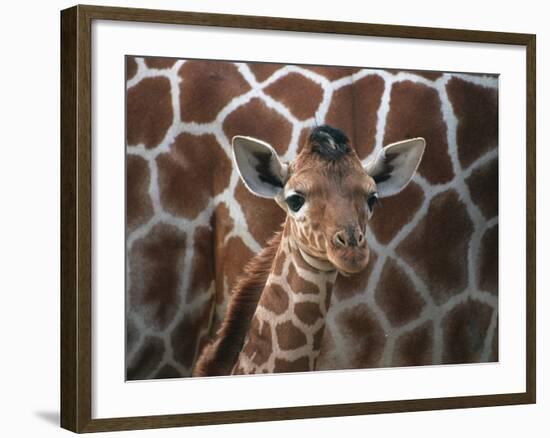 Baby Giraffe at Whipsnade Wild Animal Park-null-Framed Photographic Print