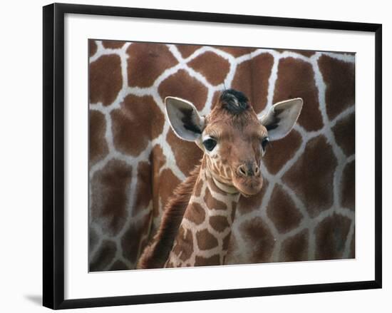 Baby Giraffe at Whipsnade Wild Animal Park-null-Framed Photographic Print