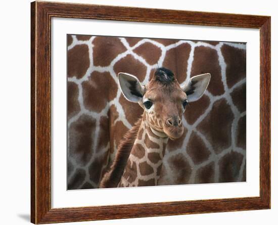 Baby Giraffe at Whipsnade Wild Animal Park--Framed Photographic Print