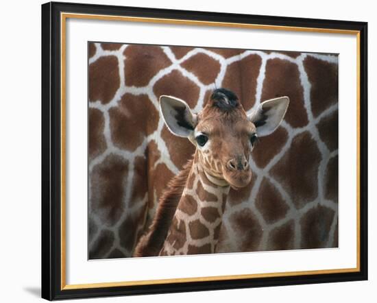 Baby Giraffe at Whipsnade Wild Animal Park-null-Framed Photographic Print
