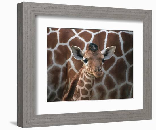 Baby Giraffe at Whipsnade Wild Animal Park-null-Framed Photographic Print