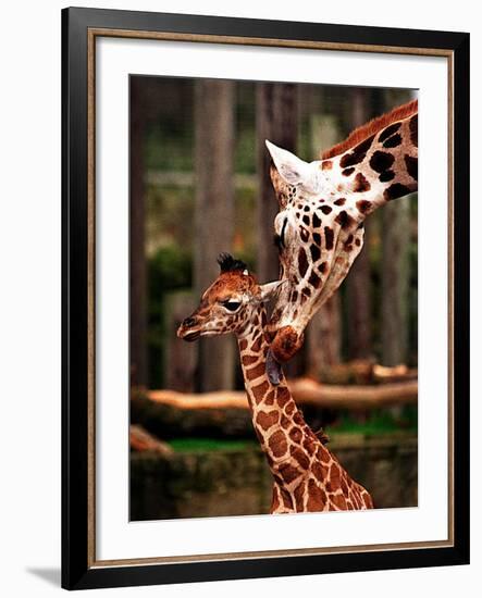 Baby Giraffe Being Licked by Mother, Edinburgh Zoo, January 1998-null-Framed Photographic Print