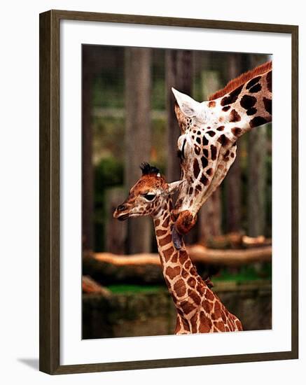 Baby Giraffe Being Licked by Mother, Edinburgh Zoo, January 1998-null-Framed Photographic Print