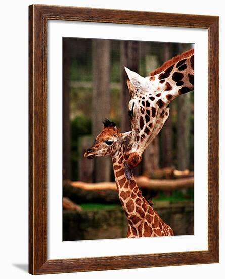 Baby Giraffe Being Licked by Mother, Edinburgh Zoo, January 1998-null-Framed Photographic Print