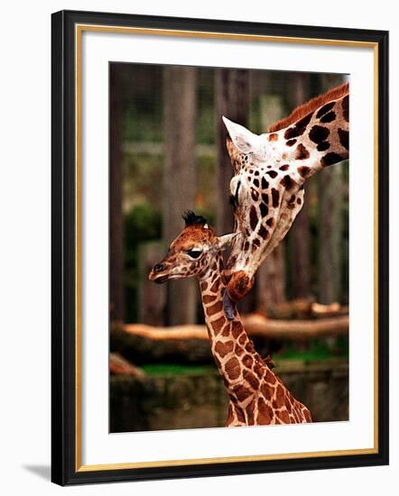 Baby Giraffe Being Licked by Mother, Edinburgh Zoo, January 1998-null-Framed Photographic Print