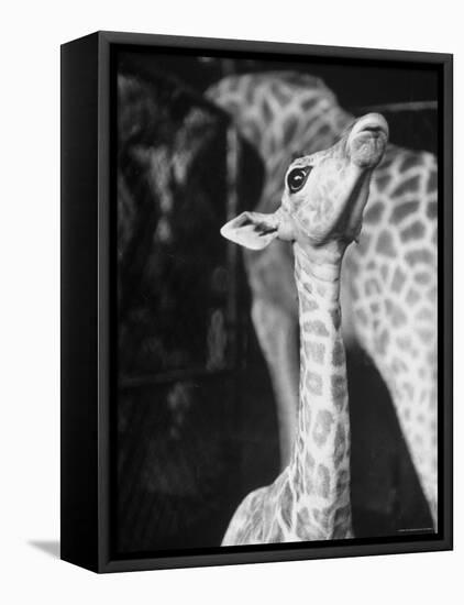 Baby Giraffe Taking a Look Around-Al Fenn-Framed Premier Image Canvas