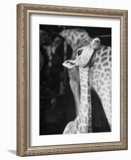 Baby Giraffe Taking a Look Around-Al Fenn-Framed Photographic Print