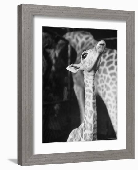 Baby Giraffe Taking a Look Around-Al Fenn-Framed Photographic Print