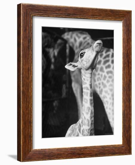 Baby Giraffe Taking a Look Around-Al Fenn-Framed Photographic Print