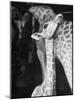 Baby Giraffe Taking a Look Around-Al Fenn-Mounted Photographic Print