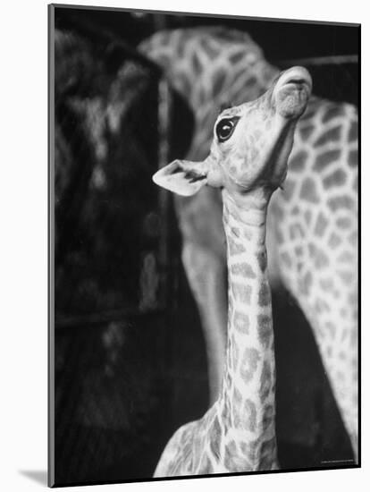 Baby Giraffe Taking a Look Around-Al Fenn-Mounted Photographic Print