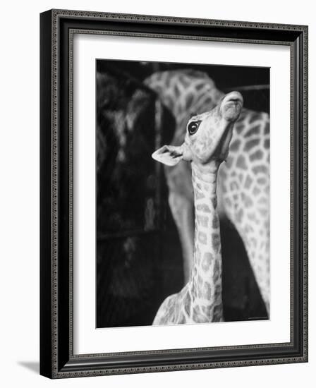 Baby Giraffe Taking a Look Around-Al Fenn-Framed Photographic Print