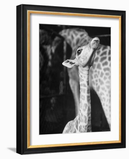 Baby Giraffe Taking a Look Around-Al Fenn-Framed Photographic Print