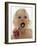 Baby Girl Brushing Teeth-Ian Boddy-Framed Photographic Print