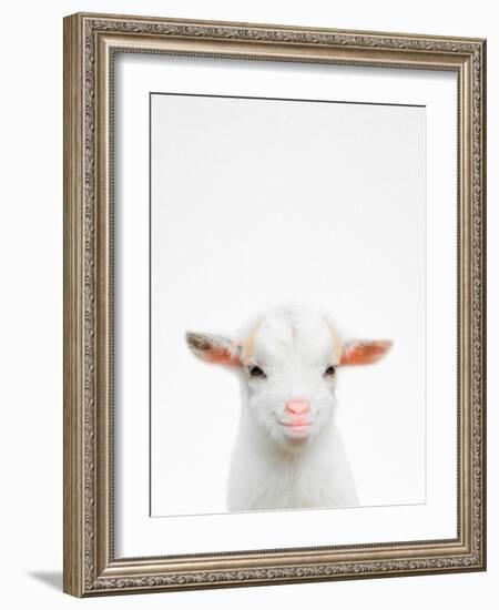 Baby Goat-Tai Prints-Framed Photographic Print