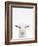 Baby Goat-Tai Prints-Framed Photographic Print