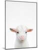 Baby Goat-Tai Prints-Mounted Photographic Print