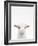 Baby Goat-Tai Prints-Framed Photographic Print