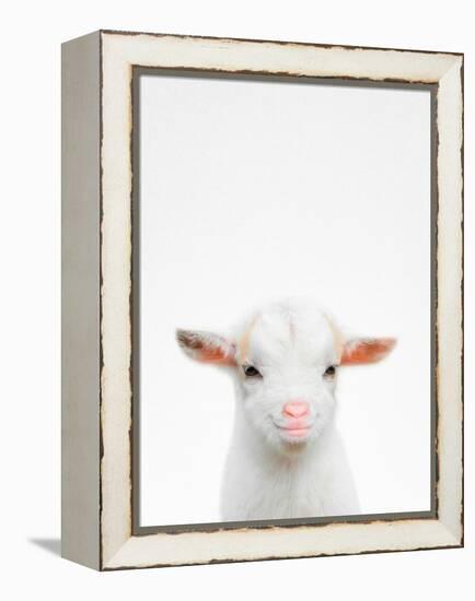 Baby Goat-Tai Prints-Framed Premier Image Canvas