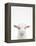 Baby Goat-Tai Prints-Framed Premier Image Canvas