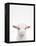 Baby Goat-Tai Prints-Framed Premier Image Canvas
