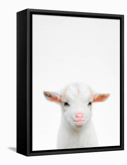 Baby Goat-Tai Prints-Framed Premier Image Canvas