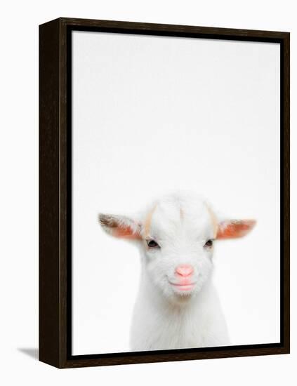 Baby Goat-Tai Prints-Framed Premier Image Canvas