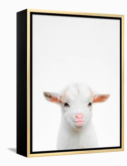 Baby Goat-Tai Prints-Framed Premier Image Canvas