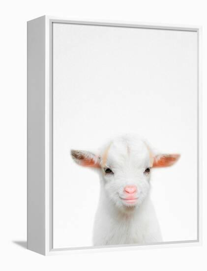 Baby Goat-Tai Prints-Framed Premier Image Canvas