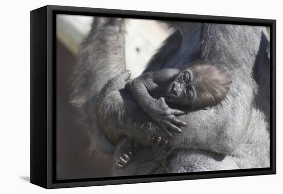 Baby Gorilla Cradling in Mother's Arms-DLILLC-Framed Premier Image Canvas