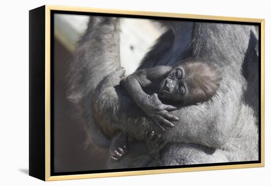Baby Gorilla Cradling in Mother's Arms-DLILLC-Framed Premier Image Canvas