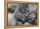 Baby Gorilla Cradling in Mother's Arms-DLILLC-Framed Premier Image Canvas