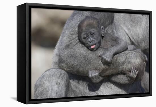 Baby Gorilla Cradling in Mother's Arms-DLILLC-Framed Premier Image Canvas