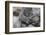 Baby Gorilla Cradling in Mother's Arms-DLILLC-Framed Photographic Print