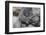 Baby Gorilla Cradling in Mother's Arms-DLILLC-Framed Photographic Print