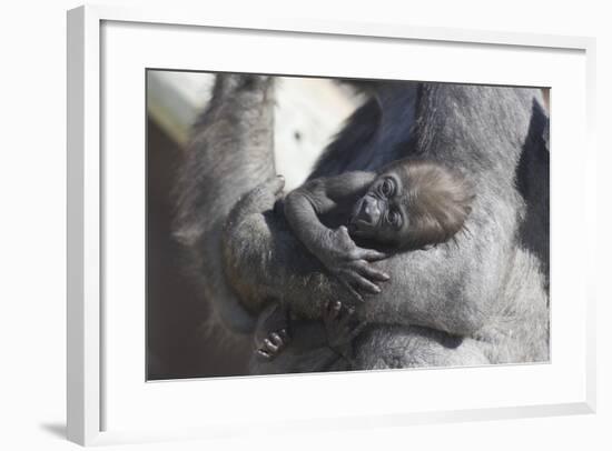 Baby Gorilla Cradling in Mother's Arms-DLILLC-Framed Photographic Print