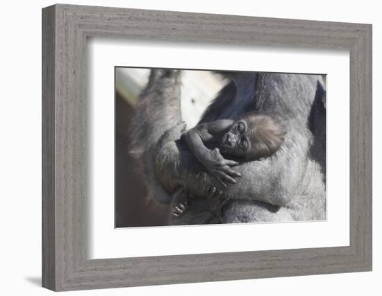 Baby Gorilla Cradling in Mother's Arms-DLILLC-Framed Photographic Print