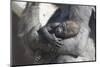 Baby Gorilla Cradling in Mother's Arms-DLILLC-Mounted Photographic Print