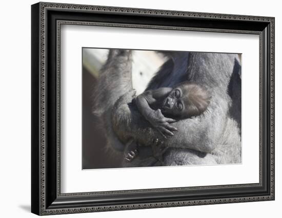 Baby Gorilla Cradling in Mother's Arms-DLILLC-Framed Photographic Print