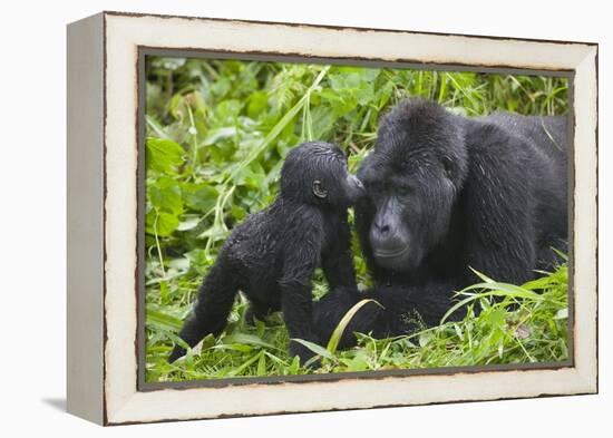 Baby Gorilla Kisses Silverback Male-null-Framed Premier Image Canvas