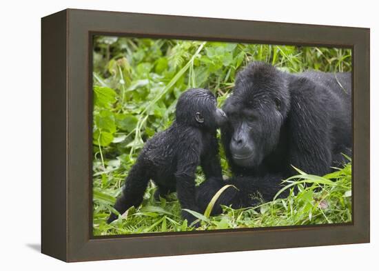 Baby Gorilla Kisses Silverback Male-null-Framed Premier Image Canvas