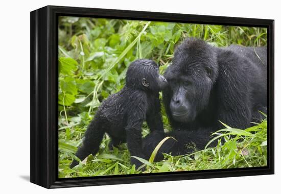 Baby Gorilla Kisses Silverback Male-null-Framed Premier Image Canvas