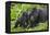 Baby Gorilla Kisses Silverback Male-null-Framed Premier Image Canvas