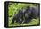 Baby Gorilla Kisses Silverback Male-null-Framed Premier Image Canvas