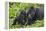 Baby Gorilla Kisses Silverback Male-null-Framed Premier Image Canvas