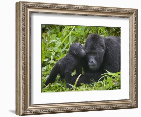 Baby Gorilla Kisses Silverback Male-Paul Souders-Framed Photographic Print