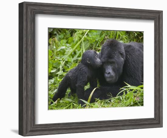 Baby Gorilla Kisses Silverback Male-Paul Souders-Framed Photographic Print