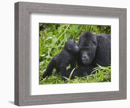 Baby Gorilla Kisses Silverback Male-Paul Souders-Framed Photographic Print